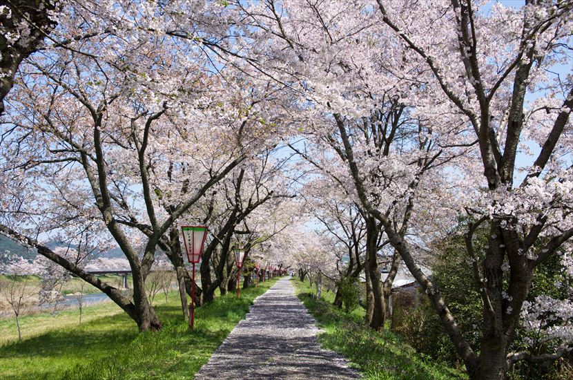 島根県の桜の名所 斐伊川堤防の桜並木の見ごろは ひろログ