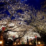 長崎県の桜の名所、大村公園がおすすめ！桜の見ごろは！？