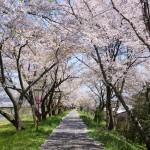 島根県の桜の名所、斐伊川堤防の桜並木の見ごろは！？