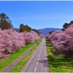 北海道の桜の名所、二十間道路の桜並木の見ごろは！？