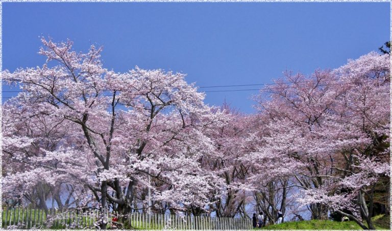 山形県の桜の名所、烏帽子山（えぼしやま）公園の見ごろは！？ ひろログ！