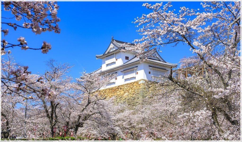 岡山県の桜の名所、津山城（鶴山公園）の桜の見ごろは！？ | ひろログ！